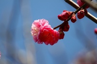 IMG_9030.jpg